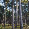 Bomenland op Vlieland