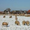 Winterwandeltocht op Texel Winterwandeltocht op Texel