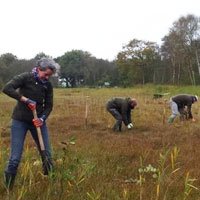 Vrijwilligerswerk in de duinen van Schiermonnikoog