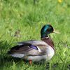 Eendenkooi op Vlieland